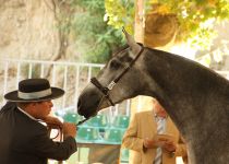 BRONCA CB, DE Y. CONDESA DE BARDEAU, MEDALLA DE PLATA EN POTRAS DE 3 A. Y MEJORES MOVIMIENTOS JOVENES DEL CONCURSO